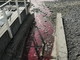 Bordighera: colorante rosso nelle acque bianche vicino al Kukua, potrebbe essere anilina Bordighera: colorante rosso nelle acque bianche vicino al Kukua, potrebbe essere anilina