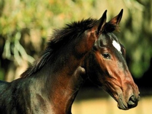 Camporosso: sabato prossimo al centro equestre Val Nervia, giochi a tema, musica e sorprese per tutti Camporosso: sabato prossimo al centro equestre Val Nervia, giochi a tema, musica e sorprese per tutti