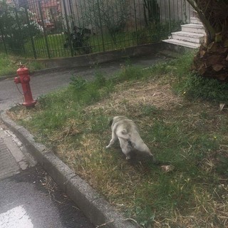 'Carlino' di 14 anni allontanatosi dalla casa di Calice Ligure avvistato a Sanremo: l'appello dei proprietari