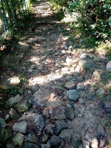 Sanremo: esposto del Sindaco di Pigna per i danni dei 'crossisti', un lettore "Guardate a San Romolo!" Sanremo: esposto del Sindaco di Pigna per i danni dei 'crossisti', un lettore "Guardate a San Romolo!"