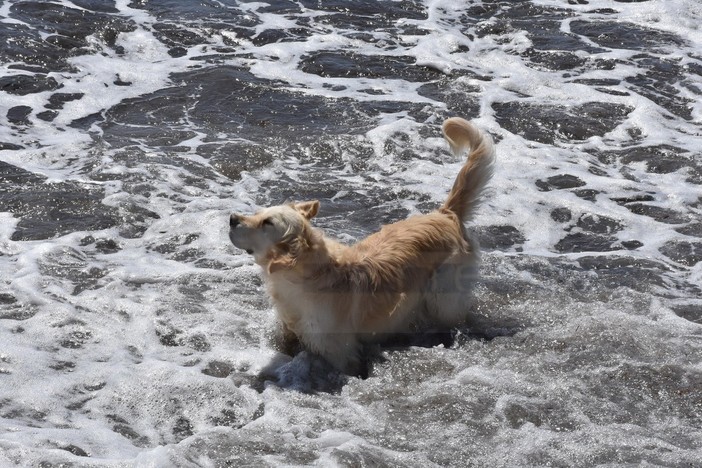 Sanremo: doccia non collegata alle rete idrica sulla spiaggia per cani ai Tre Ponti, la segnalazione