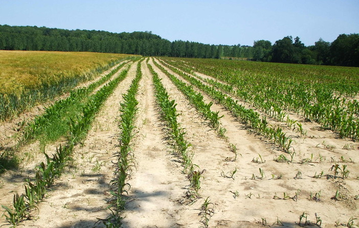 Sanremo: il Sindaco Alberto Biancheri conferma "Sono molto preoccupato per la siccità" (Video)