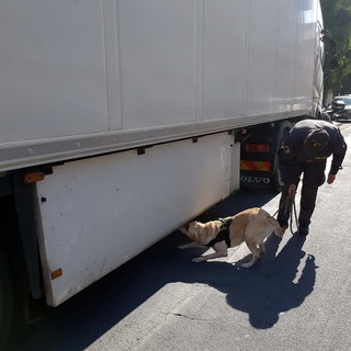 Ventimiglia: grazie a 'Pakros' sequestrato un Tir con 43 chili di droga provenienti dalla Spagna, arrestato l’autista serbo Ventimiglia: grazie a 'Pakros' sequestrato un Tir con 43 chili di droga provenienti dalla Spagna, arrestato l’autista serbo