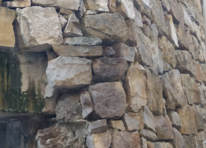 Sanremo: degrado, sporcizia e topi dietro la Chiesa di San Giuseppe, lettore chiede un intervento (Foto)