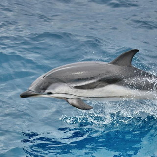 Missione ‘Pelagos’: il grande progetto didattico sul ‘Santuario dei cetacei’ ora a disposizione delle scuole Missione ‘Pelagos’: il grande progetto didattico sul ‘Santuario dei cetacei’ ora a disposizione delle scuole