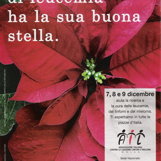 Nel weekend anche nel ponente ligure le 'Stelle di Natale' per la ricerca sulla leucemia Nel weekend anche nel ponente ligure le 'Stelle di Natale' per la ricerca sulla leucemia