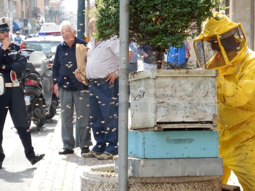Vallecrosia: sciame d'api sulla via Aurelia, chiusa questa mattina per alcuni minuti