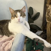 Sanremo: gatto smarrito in via Val del Ponte, appello ai residenti: si cerca Romeo, non abituato a uscire di casa (Foto)