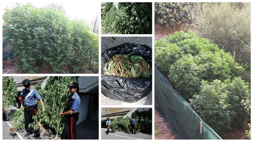 Sanremo: coltivazione di 'cannabis indica' in zona San Lorenzo, denunciati padre e figlio