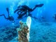 Progetto Sea-ty: mercoledì prossimo evento di chiusura nella Giornata Mondiale degli Oceani Progetto Sea-ty: mercoledì prossimo evento di chiusura nella Giornata Mondiale degli Oceani