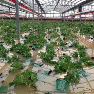 Agricoltura, si fa la conta dei danni: nell'imperiese crolli di serre, muri a secco ed allagamenti Agricoltura, si fa la conta dei danni: nell'imperiese crolli di serre, muri a secco ed allagamenti