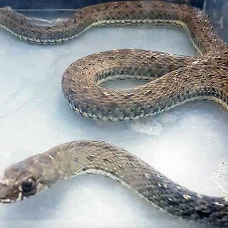 Un serpente simile a quello trovato oggi (Foto agraria.org) Un serpente simile a quello trovato oggi (Foto agraria.org)