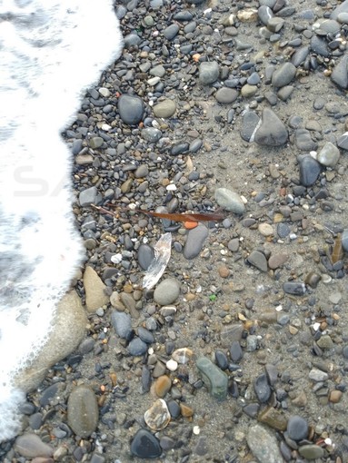 Riva Ligure: dopo le 'Velelle' sulla spiaggia compaiono anche le 'Scarpette di Venere' (Foto) Riva Ligure: dopo le 'Velelle' sulla spiaggia compaiono anche le 'Scarpette di Venere' (Foto)