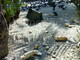 Sanremo: sporcizia e piccioni morti alla Torre Saracena Sanremo: sporcizia e piccioni morti alla Torre Saracena