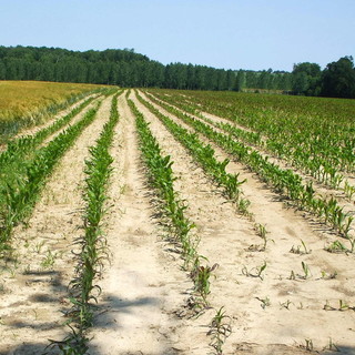 Che siccità dell’iceberg