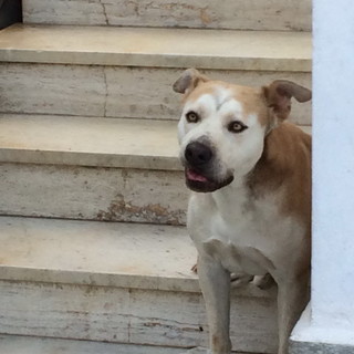 Sanremo: Shadow ha urgenza di avere una nuova famiglia