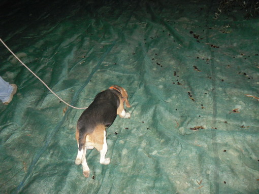 Due cani da caccia intrappolati in un cunicolo ad Aigovo, salvati dai Vigili del Fuoco di Sanremo