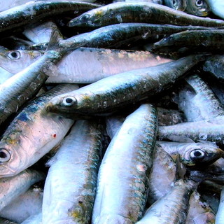 Parte anche nella nostra provincia l’attività di pesca sperimentale della 'Sardella', ovvero la 'Sardina pilchardus'