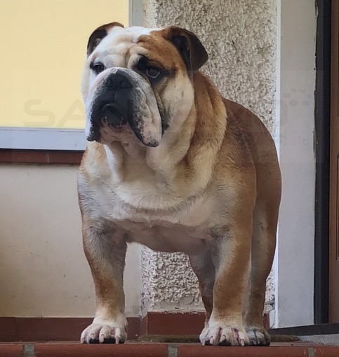 Vallebona: scomparso dal 5 agosto scorso 'Spike', offerta ricompensa da 4.000 euro dalla proprietaria