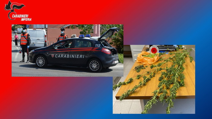 Sanremo: coltiva marijuana sul balcone di casa, 46enne denunciato dai Carabinieri