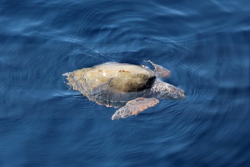 Imperia: domattina alle 10 al Museo Navale un incontro su “Santuario Pelagos. Un ecosistema da riscoprire e valorizzare” Imperia: domattina alle 10 al Museo Navale un incontro su “Santuario Pelagos. Un ecosistema da riscoprire e valorizzare”