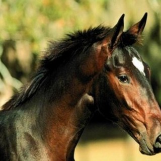 Camporosso: sabato prossimo al centro equestre Val Nervia, giochi a tema, musica e sorprese per tutti