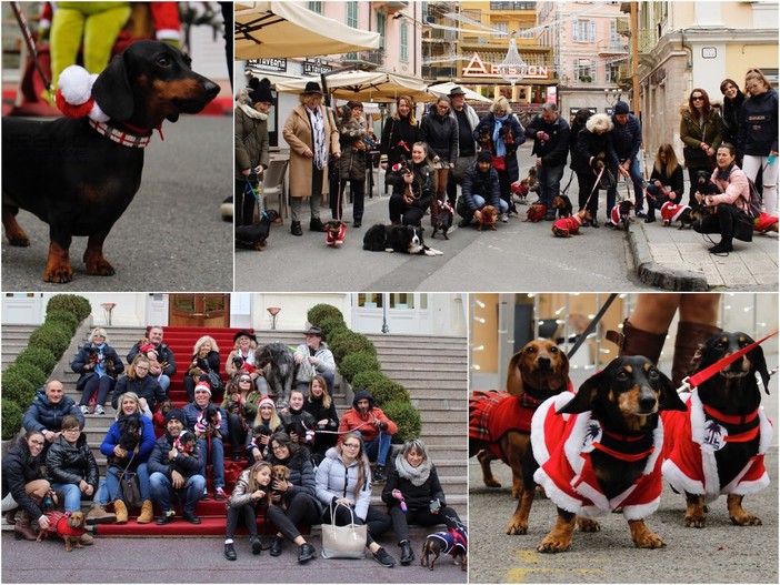 La sfilata dei bassotti per le vie di Sanremo La sfilata dei bassotti per le vie di Sanremo