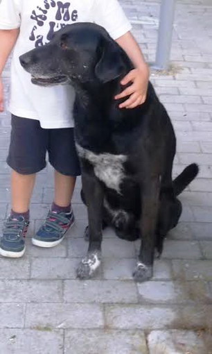 Giustizia per Spike a Sanremo 2015: il Jazz dice 'NO' alla violenza sugli animali