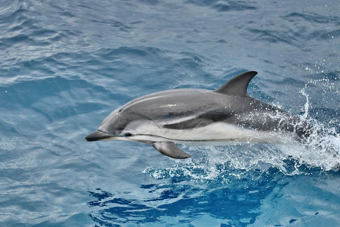 Missione ‘Pelagos’: il grande progetto didattico sul ‘Santuario dei cetacei’ ora a disposizione delle scuole Missione ‘Pelagos’: il grande progetto didattico sul ‘Santuario dei cetacei’ ora a disposizione delle scuole