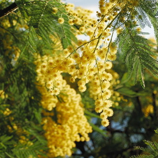 Festa della donna, Coldiretti, "La mimosa a rischio per il clima impazzito"
