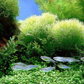 Spirulina Rohrer, in esclusiva a Sanremobio un alimento secolare per l'uomo moderno