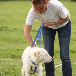 Bordighera: al via Stage di Tellington al Centro di Pedagogia Cinofila 'La Zampa sul Cuore'