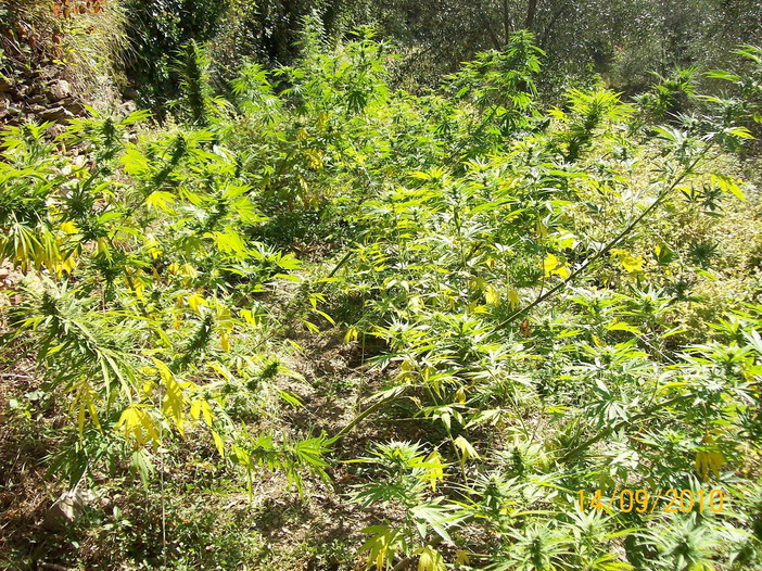 Un 37enne di Prelà segnalato dai Carabinieri per il possesso di due piante di Marijuana in casa