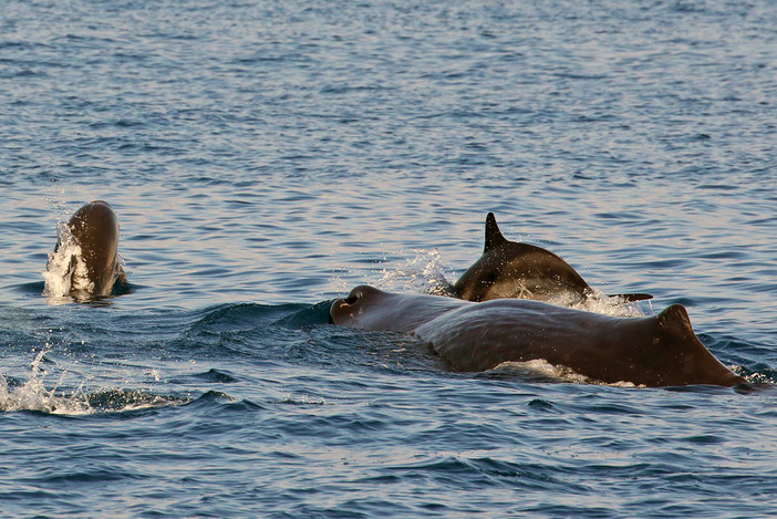 Gli straordinari risultati delle ricerche Tethys 2022 sui cetacei del Santuario Pelagos (Foto) Gli straordinari risultati delle ricerche Tethys 2022 sui cetacei del Santuario Pelagos (Foto)