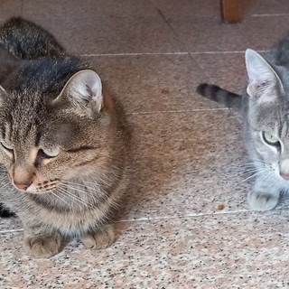 Due gattine inseparabili: Sol e Luna sono alla ricerca di una nuova famiglia che le accolga Due gattine inseparabili: Sol e Luna sono alla ricerca di una nuova famiglia che le accolga