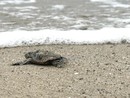 Riva Ligure, chiuso il presidio al nido di Petra: 80 le tartarughine nate. “Risultato straordinario, frutto di un lavoro di squadra”