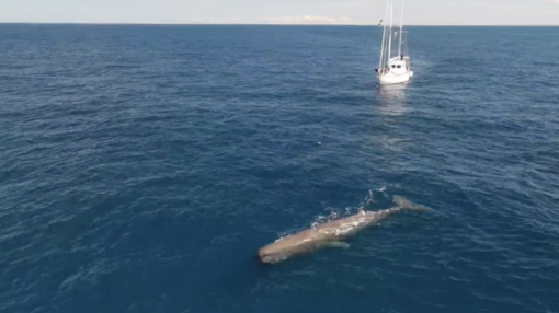 I 16 Comuni costieri fanno squadra per il Santuario dei Cetacei: nasce il progetto ‘Costa Balenae’ I 16 Comuni costieri fanno squadra per il Santuario dei Cetacei: nasce il progetto ‘Costa Balenae’