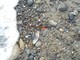 Riva Ligure: dopo le 'Velelle' sulla spiaggia compaiono anche le 'Scarpette di Venere' (Foto)