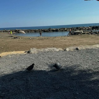 Piccione ucciso a sassate da quattro bambini sulla spiaggia di Riva Ligure: verifiche della Municipale Piccione ucciso a sassate da quattro bambini sulla spiaggia di Riva Ligure: verifiche della Municipale