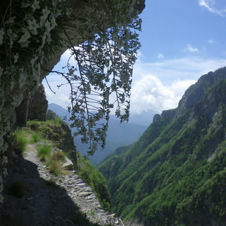 Domenica prossima l'escursione sul ‘Sentiero degli Alpini’, alla scoperta delle fioriture del Parco Naturale delle Alpi Liguri
