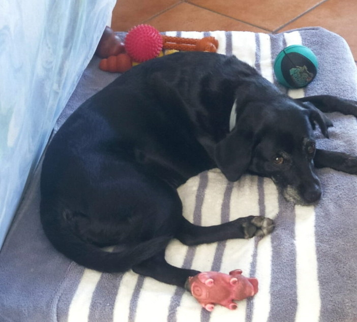 Sanremo, si cerca la cagnolina Mia: smarrita in zona Villa Ormond, ultimo avvistamento alla Croce della Parà Sanremo, si cerca la cagnolina Mia: smarrita in zona Villa Ormond, ultimo avvistamento alla Croce della Parà