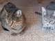 Due gattine inseparabili: Sol e Luna sono alla ricerca di una nuova famiglia che le accolga