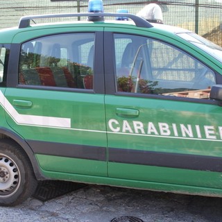 Santo Stefano al Mare: i Carabinieri Forestali intervengono a tutela di un gabbiano in difficoltà, i ringraziamenti dell'associazione “Arkus”