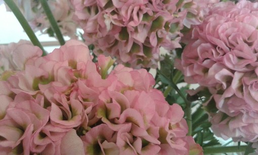 Sanremo: cresce l'attesa nella città dei fiori per la settima edizione di Floranga del 9 e 10 marzo Sanremo: cresce l'attesa nella città dei fiori per la settima edizione di Floranga del 9 e 10 marzo