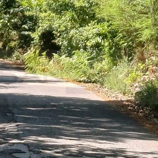 Sanremo: il Comune affida alla cooperativa 'L'Ancora' il lavoro di sfalcio delle strade provinciali, appalto da 11.684 euro