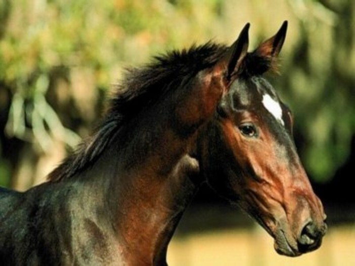 Camporosso: sabato prossimo al centro equestre Val Nervia, giochi a tema, musica e sorprese per tutti Camporosso: sabato prossimo al centro equestre Val Nervia, giochi a tema, musica e sorprese per tutti