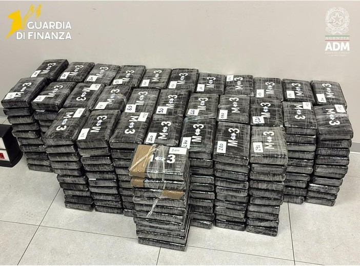 Maxi sequestro di cocaina al porto di Vado Ligure: intercettati 340 chili nascosti tra i platani, colpo ai narcos Maxi sequestro di cocaina al porto di Vado Ligure: intercettati 340 chili nascosti tra i platani, colpo ai narcos