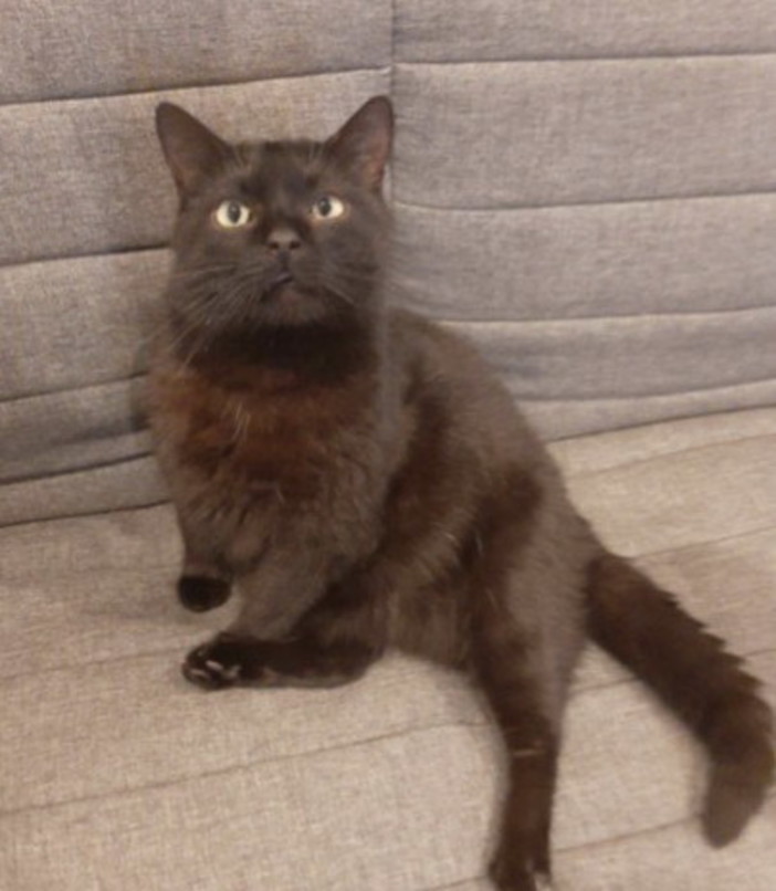 Sanremo: scomparso da una settimana il gatto 'Stalky', offerta una ricompensa dai proprietari
