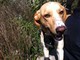 Ventimiglia: smarrito il cane Sebastian. Un meticcio di taglia grande con pelo marrone Ventimiglia: smarrito il cane Sebastian. Un meticcio di taglia grande con pelo marrone
