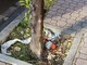 Sanremo: sporcizia e degrado nelle aiuole di corso Cavallotti, lettore chiede più pulizia (Foto) Sanremo: sporcizia e degrado nelle aiuole di corso Cavallotti, lettore chiede più pulizia (Foto)